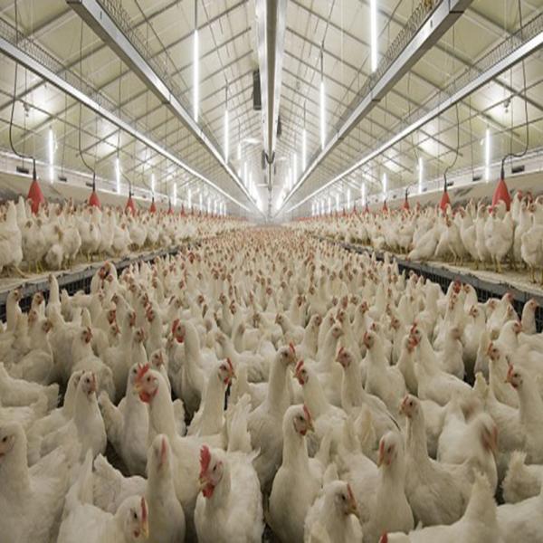 Cheap Durable Large Span Steel Structure Chicken House Light Steel Frame Construction for sale