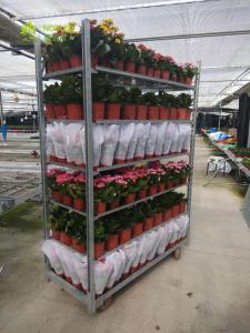 Best Plant  Dutch Flower Trolley CC Plywood Garden Tool Cart 400KG Load Capacity wholesale