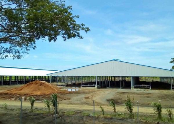 Cheap cowshed project for sale