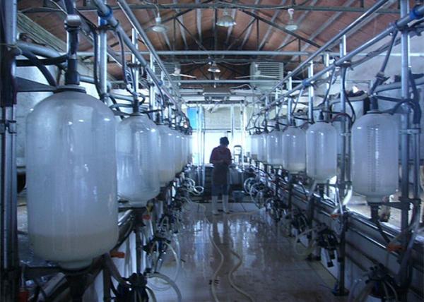 Cheap High Efficiency Cow Herringbone Milking Parlor With Glass Milk Meter for sale