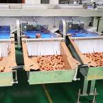 Automated Inspection 2.0 Tons Per Hour 8-Lane Palm Dates Sorting Machine