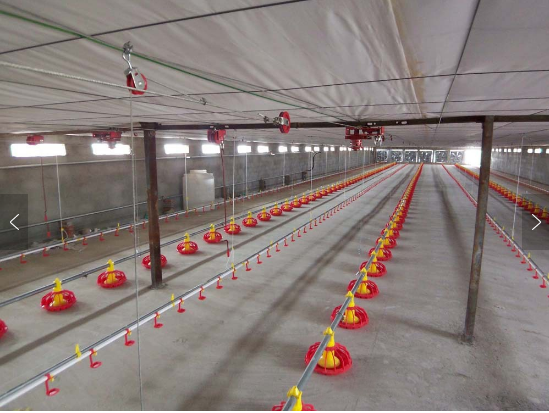 Automatic Chicken Poultry Equipment Chicken Feeding Line 50-100kg/H