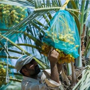 China Customized White Virgin Plastic Mono Packing Protecting Covering Mesh Date Palm Net Bags on sale