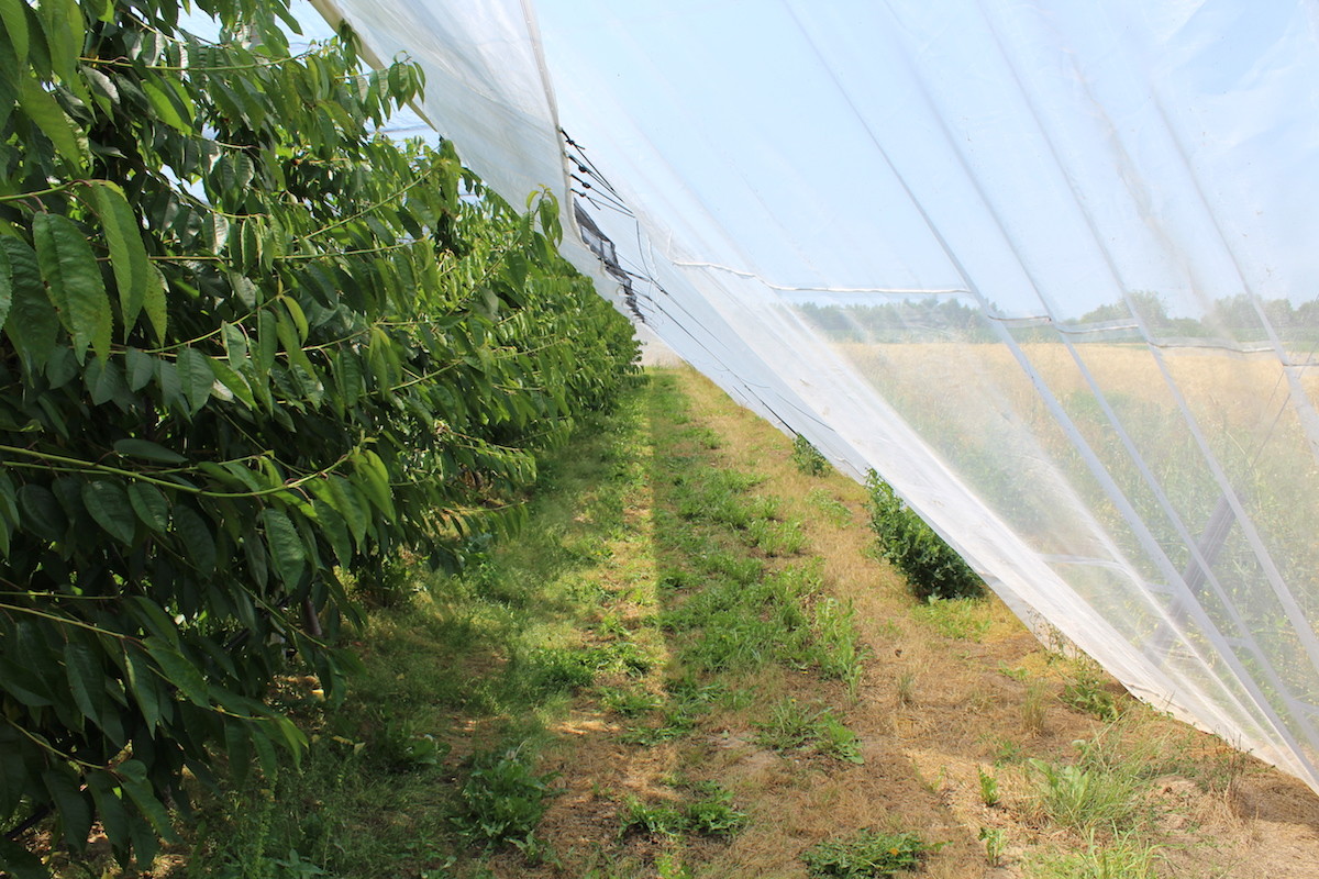 Application Of Insect Nets The Use Of Insect-Proof Nets To Artificially Construct Barriers To Reduce The Occurrence