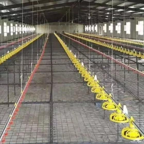 Cheap Linear Feeder Poultry Automatic Pan Feeding System for sale