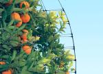 Agricultural Protection With UV Net Orchard Insect Mesh Netting And Anti hail