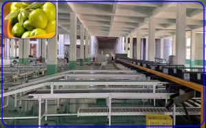 Best 2 Channel Olive Fruit Grading Machine Intelligent Computer Control wholesale