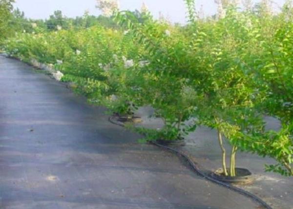 Cheap Professional Agriculture Non Woven Fabric Color Customised For Weed Control Mat for sale
