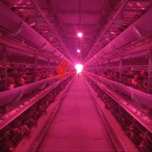 Best Industrial-Grade 6-Tier Layer Chicken Cage System Durability wholesale