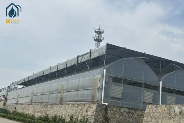 Cheap Multi Span Greenhouse Project Management Advanced Irrigation For Large Farms for sale