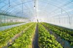 High Efficiency Customized Insect Mesh Netting 80% Windbreak Value