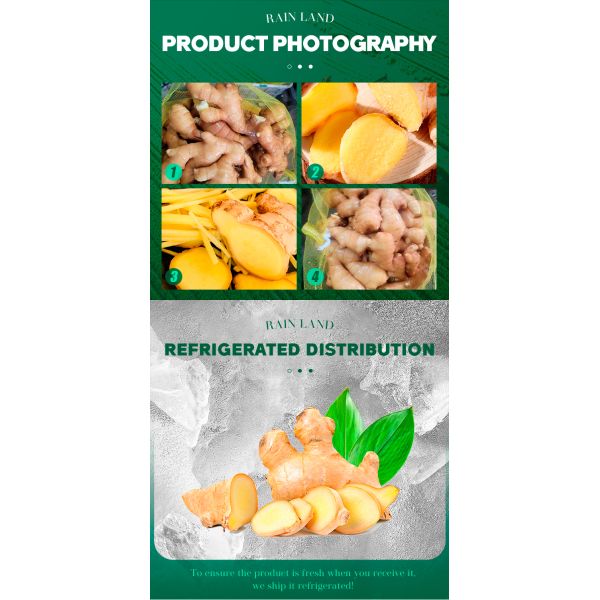 Organic Fresh Ginger Root Cheap Price Agricultural Product Cold Storage Export Natural Cultivation