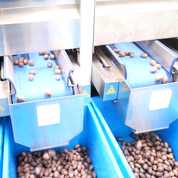Cheap 380V Mechanical Pecans Silver Sorting And Shelling Machine 360° Rotational Scanning for sale
