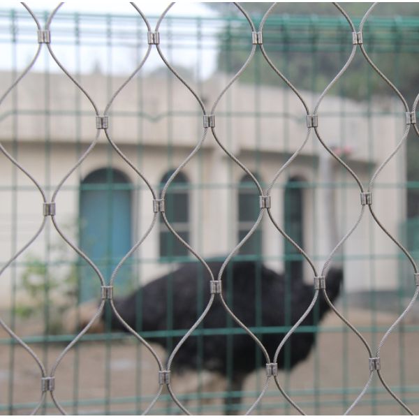 Zoo Mesh