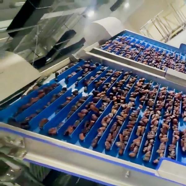 Cheap 1.4 Tons Per Hour 6-Lane Optical Date Sorting Machine – High Precision & Defect Detection for sale