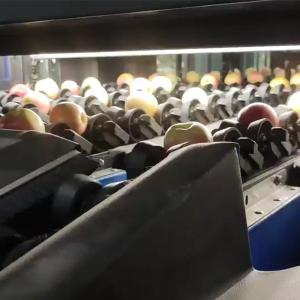 Best Automatic Apple Fruit Sorting Machine 380V / 50Hz With 99.9% Accuracy wholesale