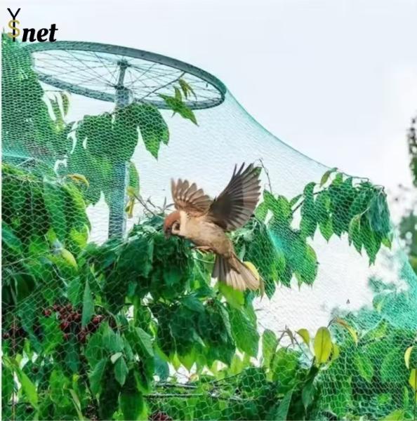 Cheap 7GSM Bird Proof Net Green Bird Proof Netting For Fruit Trees for sale