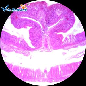 Best Biological Teaching Microscope Glass Slides Set 15pcs For Medical Science wholesale