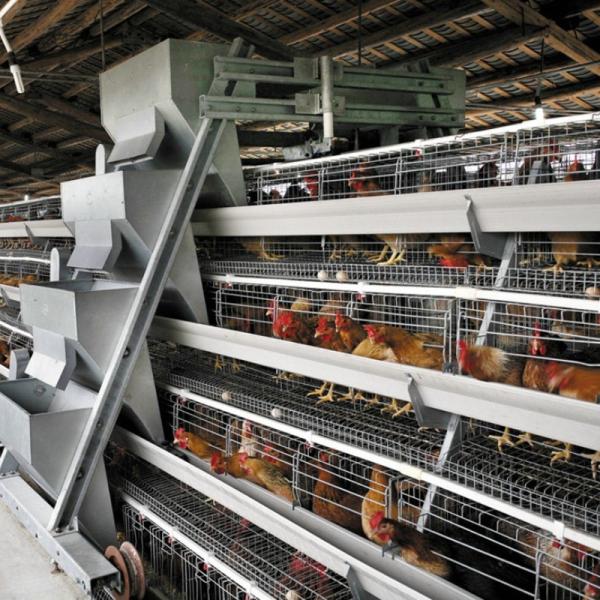 Cheap Hot Dip Galvanized Battery Poultry Farm A Frame Manual Layer Chicken Cage for sale