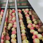380V Large Output Intelligent Mechanical Apple Sorting And Grading Machine 6