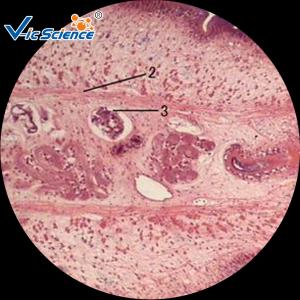 Best College Student Parasitology Slides Ready Made Microscope Slides 10 Pcs Of Set wholesale