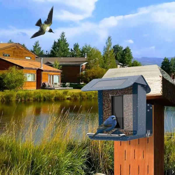 Cheap Wifi Smart Bird Feeder Camera AI Recognize 8m Version Range For Outdoor Garden for sale