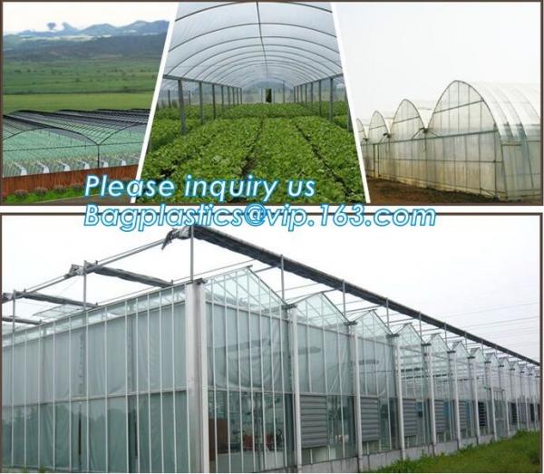 Film Covering Tomato Planting Greenhouse,Tomato Greenhouse film, Plastic Polyethylene sheet 6 mil 4 year UV Resistant cr