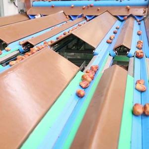 Best Automated Inspection 2.0 Tons Per Hour 8-Lane Palm Dates Sorting Machine wholesale