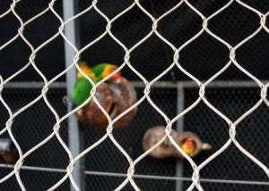 China Metal Bird Netting Wire Mesh , 1.2mm Flexible Stainless Steel Woven Bird Netting on sale