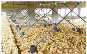 Best Duck Goose Feeding And Poultry Drinking System Plastic wholesale