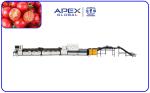 99.9% Accurate Automatic Cherry Tomato Sorting Machine PLC Control