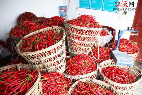 Cheap Slim Curve Sichuan Erjingtiao Pepper With Stem Hot Pot Use for sale