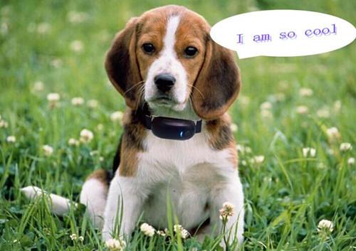 Cheap high quality remote calling gps pet tracker for dog cat mini gps tracker pet locator with deest app for android and ISO for sale