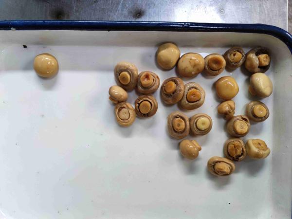 Cheap Sliced Tin Canned Champignon Mushroom with Water for sale