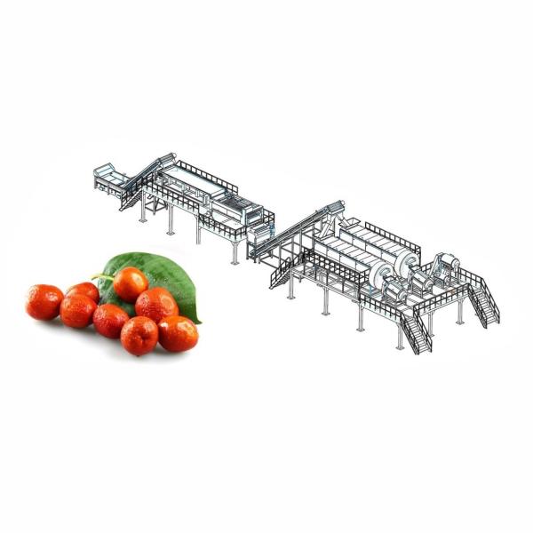 Cheap 50T/H Jujube Hawthorn Processing Line Food Application for sale