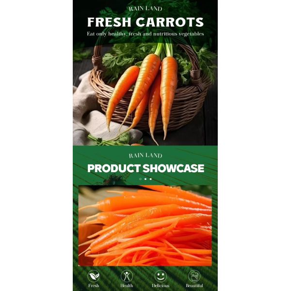 Freshly Harvested Organic Carrots Vibrant Color Good Price-New Arrival From China Supplier