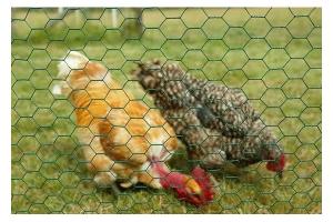 Best hexagonal wire netting,Chicken Wire Mesh,Galvanized Hexagonal Wire Netting wholesale