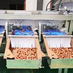 Advanced Sorting Precision 2.0 Tons Capacity 8-Lane Palm Dates Sorting Machine