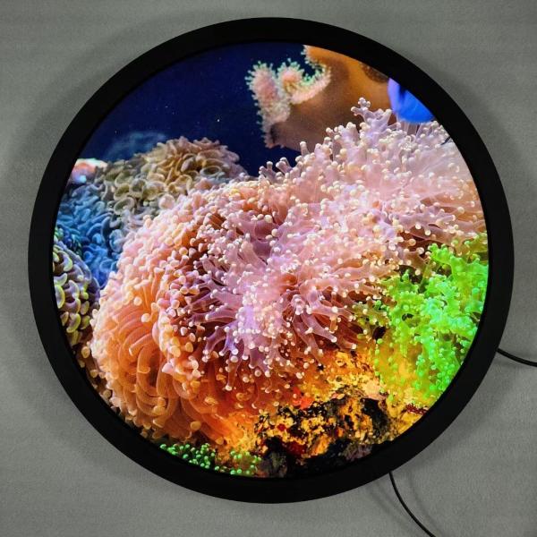 Cheap Quad-core Cortex-A53 Round Art Display Free Standing Digital Signage And Optional Touch Screen for sale
