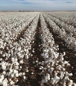 Best The Most Effective Choice HaNPV Bt Biological Pesticide for Cotton Crop wholesale