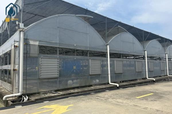 Cheap Vegetables And Herbs Multi Span Greenhouse Durable Greenhouse Structure for sale