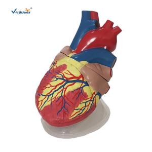 Best Human Heart Anatomical Model Medical Science Teaching Model wholesale