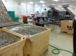 Shrimp size sorting machine Fish scale cleaning and processing line production