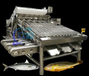 Best Efficient Small Fish Grader Machine Mackerel Grading System Large Capacity 5T/H wholesale