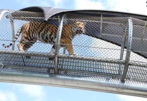 China stainless steel cable mesh Stainless Steel Zoo Mesh on sale
