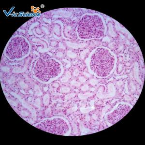 China Medicine Educational Pathology Microscope Slides / Human  Pathology Glass Slides on sale