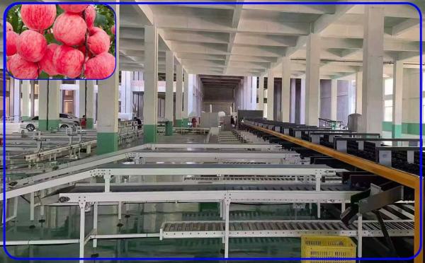 Cheap Robot Computer Control Apple Sorting Equipment 2 Channel Intelligent Apple Sorter for sale