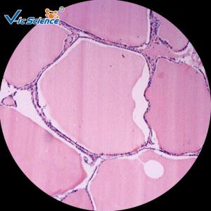 Best Laboratory Pathology Microscope Slides / Human Pathology Slides Set 100 Pieces wholesale