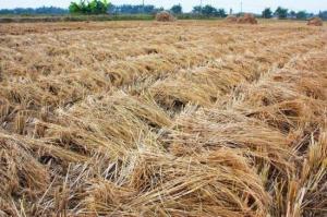 Oriented Straw Strand Board OSSB Production Line High Productivity Full Automatic