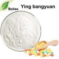 Best 99.5% Ying Bangyuan Pharma Herbal Extract Powder wholesale